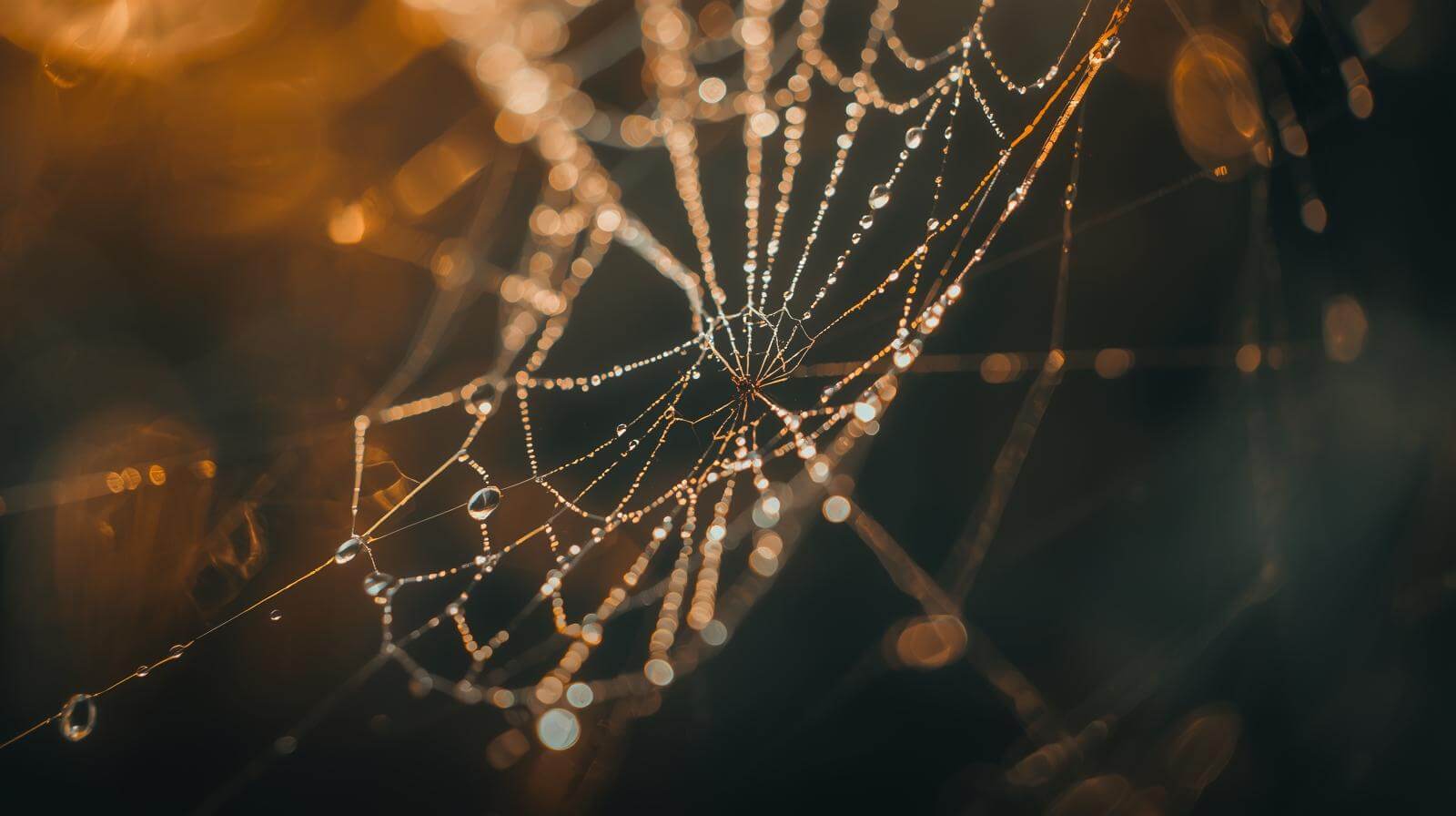 What is a Simple Life - Spider Web Caught